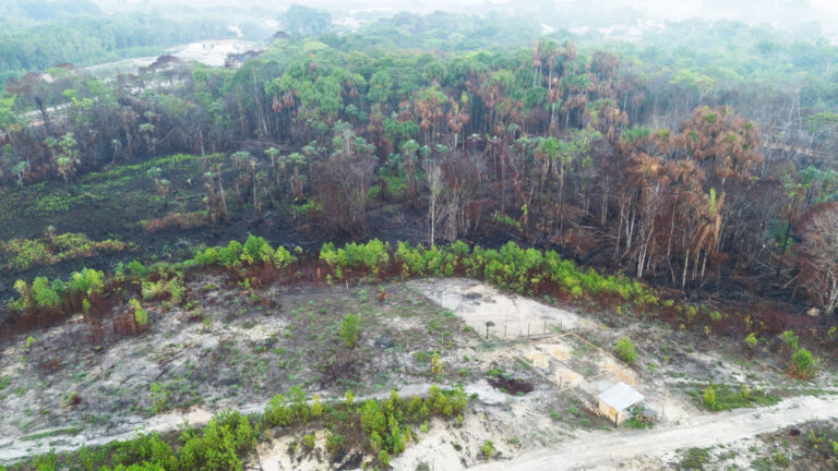 Σε πρωτοφανή επίπεδα η παγκόσμια απώλεια δασών το 2024