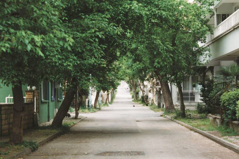 Καύσωνες: Τα δέντρα «ασπίδα» απέναντι στην αστική ζέστη Καύσωνες: Τα δέντρα «ασπίδα» απέναντι στην αστική ζέστη